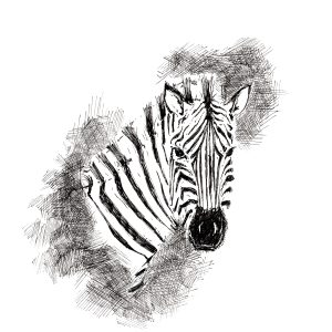 Zebra (Tusche)
